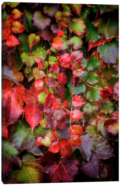 Autumn Wall Canvas Art Print - Ivy & Vines