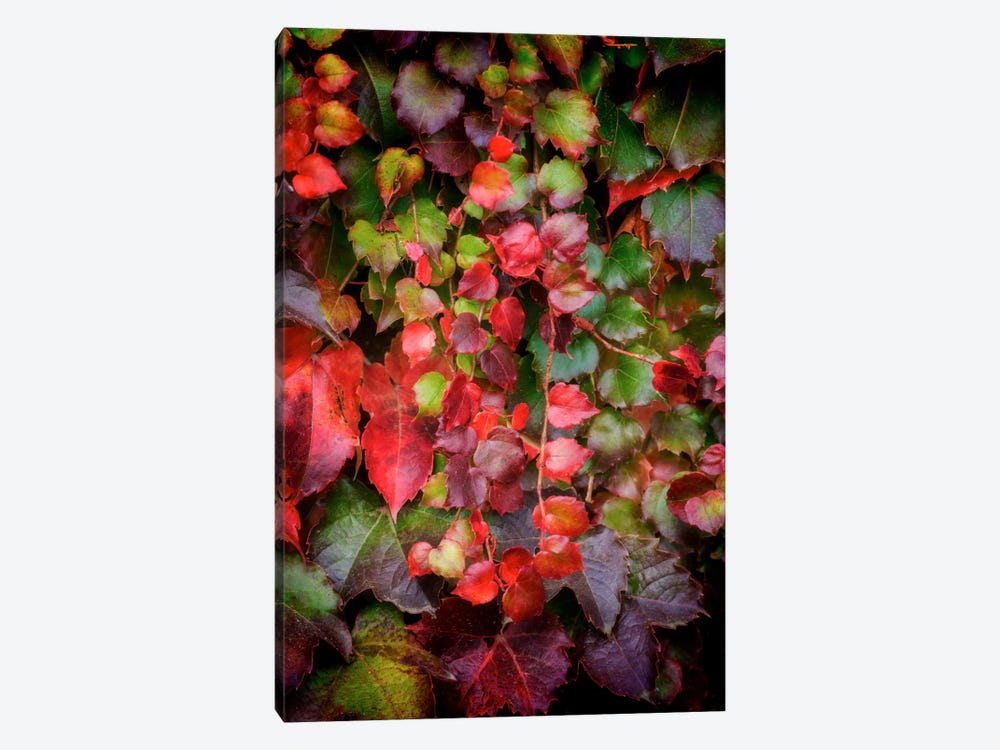 Autumn Wall by Philippe Sainte-Laudy 1-piece Canvas Art Print