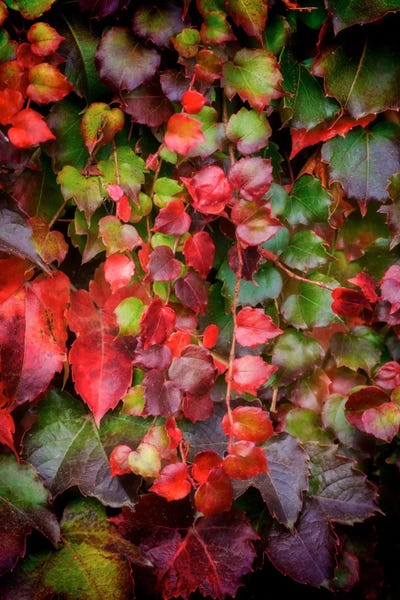 Ivies: Autumn Wall by Philippe Sainte-Laudy