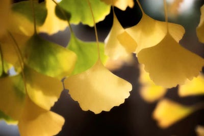 Autumnal Colours by Philippe Sainte-Laudy canvas print