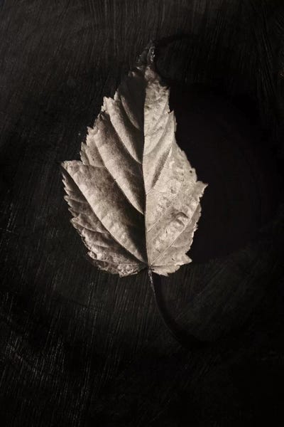 B Side by Philippe Sainte-Laudy framed canvas print