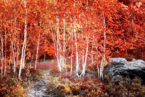 Refreshing Workspace: Birches Garden by Philippe Sainte-Laudy
