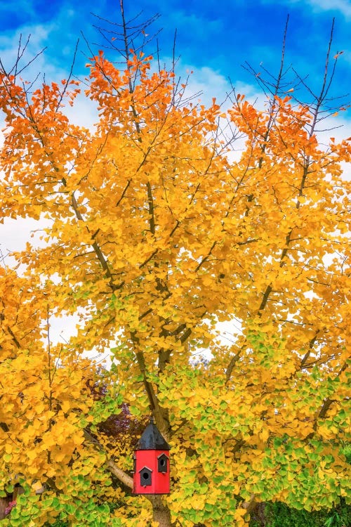 Bird House In Ginkgo by Philippe Sainte-Laudy wall art