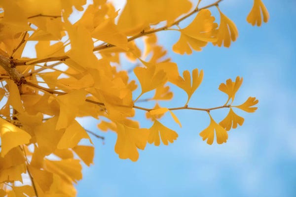 Tree Close-Ups: Blue Meets Yellow by Philippe Sainte-Laudy