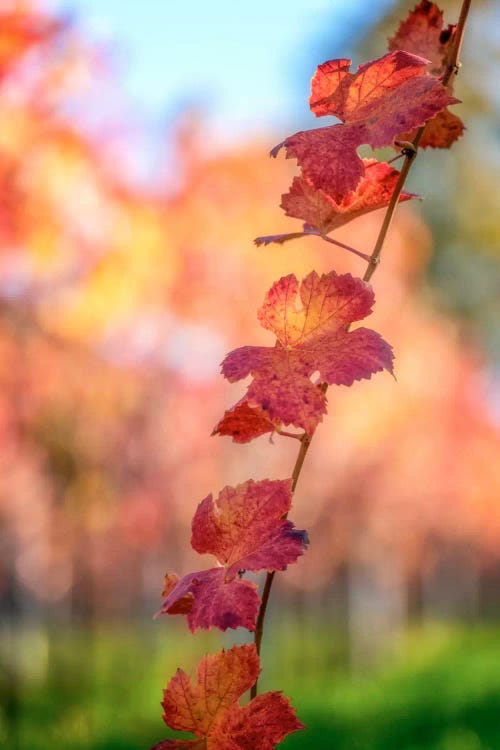 Bokeh On Vines by Philippe Sainte-Laudy wall art