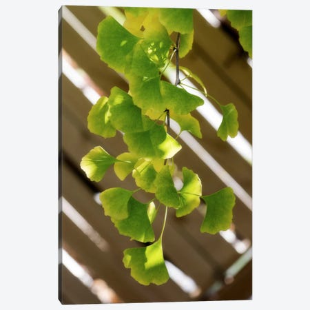 Branch Of Ginkgo Canvas Print #PSL37} by Philippe Sainte-Laudy Canvas Artwork