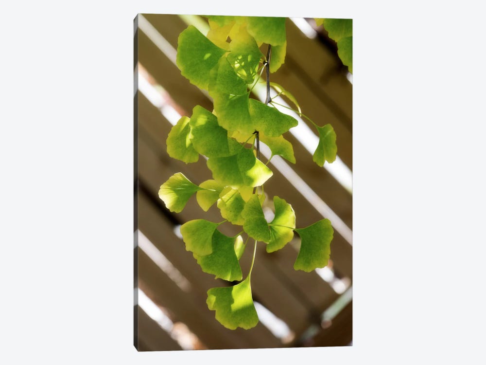 Branch Of Ginkgo by Philippe Sainte-Laudy 1-piece Canvas Art