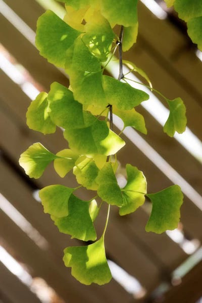 Ginkgo Trees: Branch Of Ginkgo by Philippe Sainte-Laudy