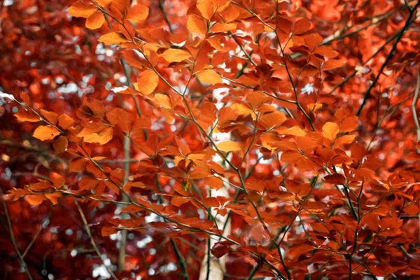 Tree Close-Ups: Breath Hold by Philippe Sainte-Laudy