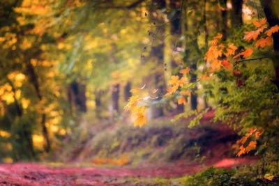 Bright Wood by Philippe Sainte-Laudy framed canvas print