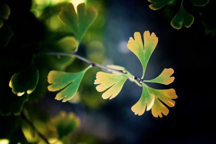 A Leaf Tells The Fall by Philippe Sainte-Laudy wall art