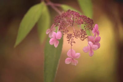 Caught Me by Philippe Sainte-Laudy canvas print
