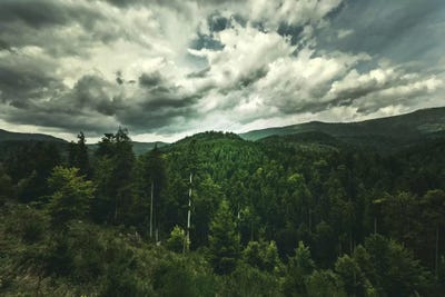 Cinematic Green by Philippe Sainte-Laudy art print