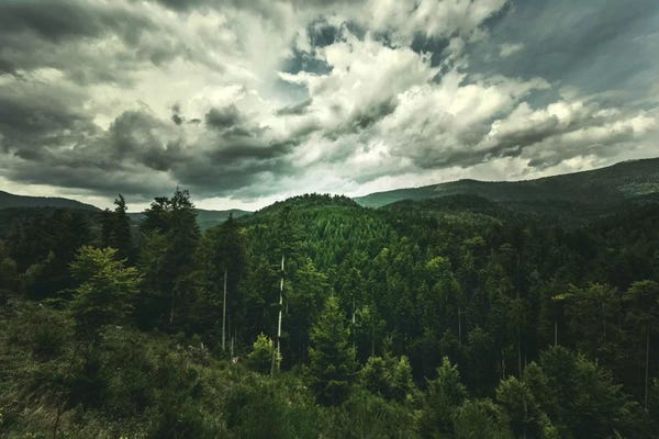 Evergreen Trees: Cinematic Green by Philippe Sainte-Laudy
