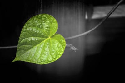 Coeur de Vert by Philippe Sainte-Laudy framed canvas print