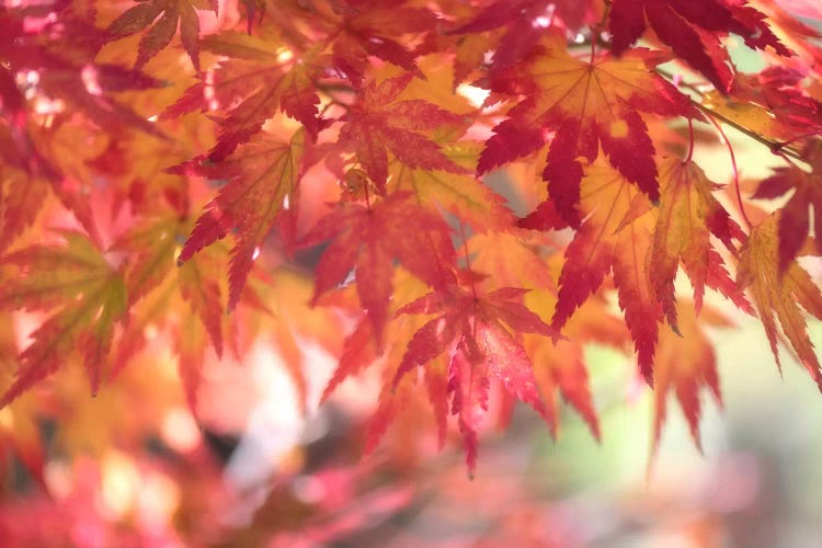 Curtain Of Autumn Leaves