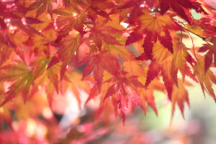 Curtain Of Autumn Leaves by Philippe Sainte-Laudy wall art