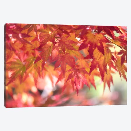 Curtain Of Autumn Leaves Canvas Print #PSL48} by Philippe Sainte-Laudy Canvas Wall Art