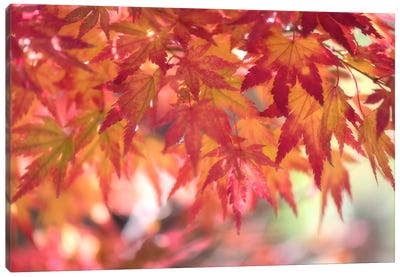 Curtain Of Autumn Leaves Canvas Art Print - Philippe Sainte-Laudy