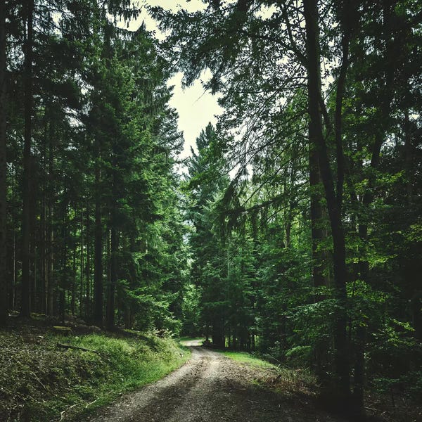 Evergreen Trees: Daily Preview by Philippe Sainte-Laudy