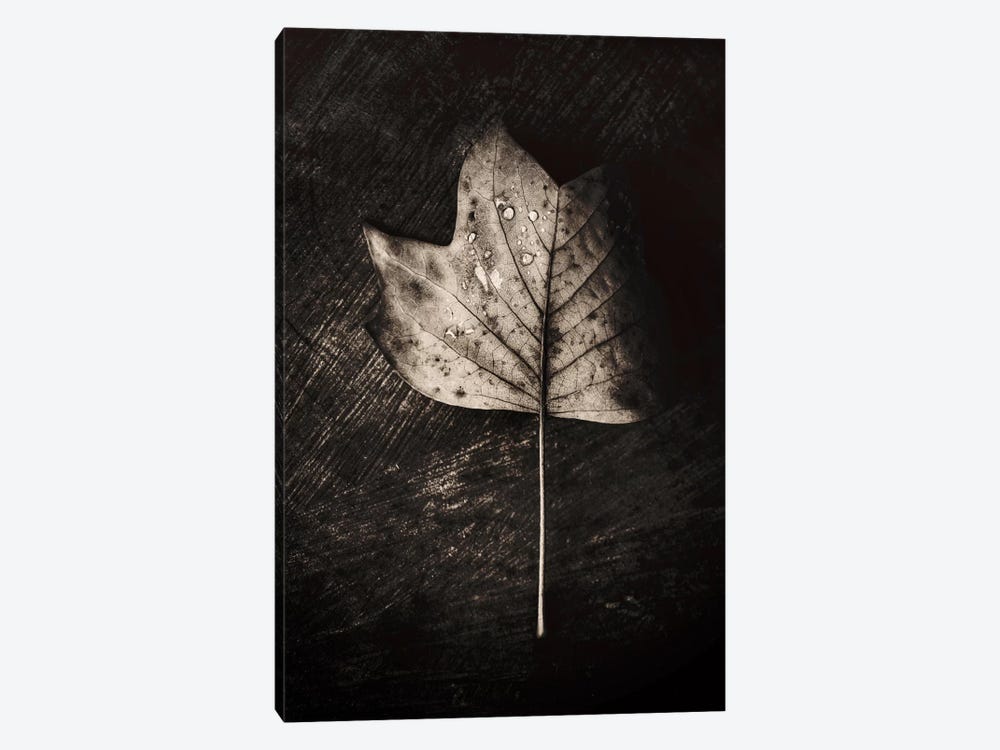 Dark Leaves by Philippe Sainte-Laudy 1-piece Art Print