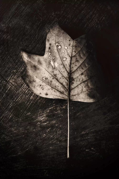 Dark Leaves