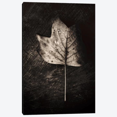 Dark Leaves Canvas Print #PSL50} by Philippe Sainte-Laudy Canvas Art Print