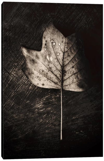 Dark Leaves Canvas Art Print - Philippe Sainte-Laudy