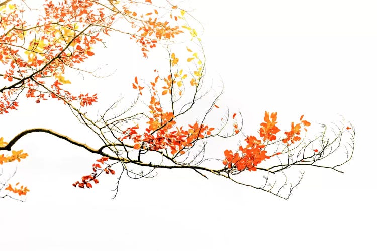 Delicate Autumn