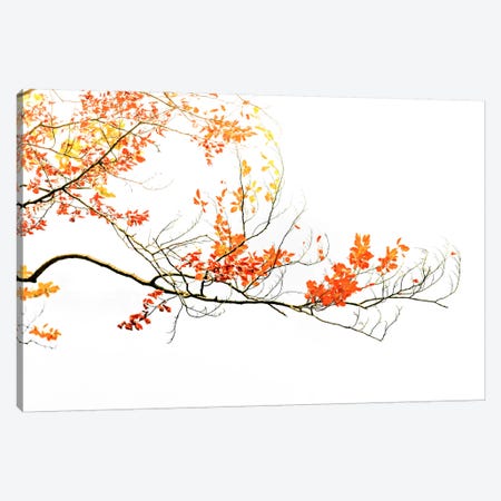 Delicate Autumn Canvas Print #PSL52} by Philippe Sainte-Laudy Canvas Print