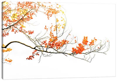 Delicate Autumn Canvas Art Print