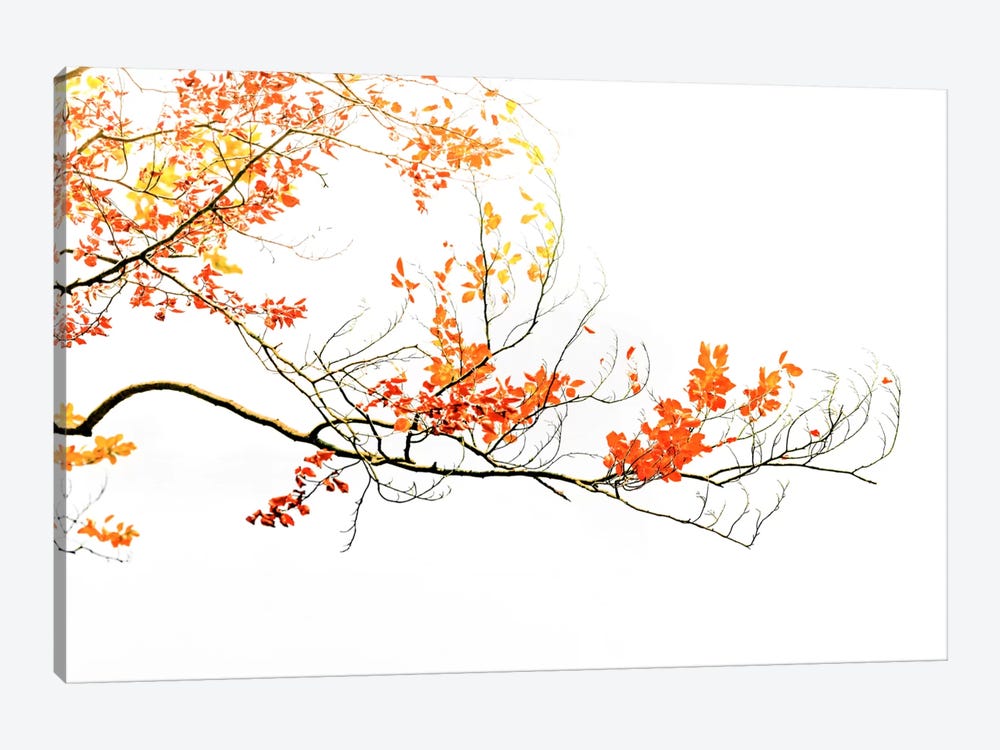 Delicate Autumn by Philippe Sainte-Laudy 1-piece Canvas Art Print