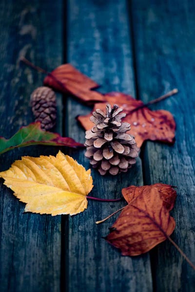 Still Life Photography: Deposited By The Wind by Philippe Sainte-Laudy