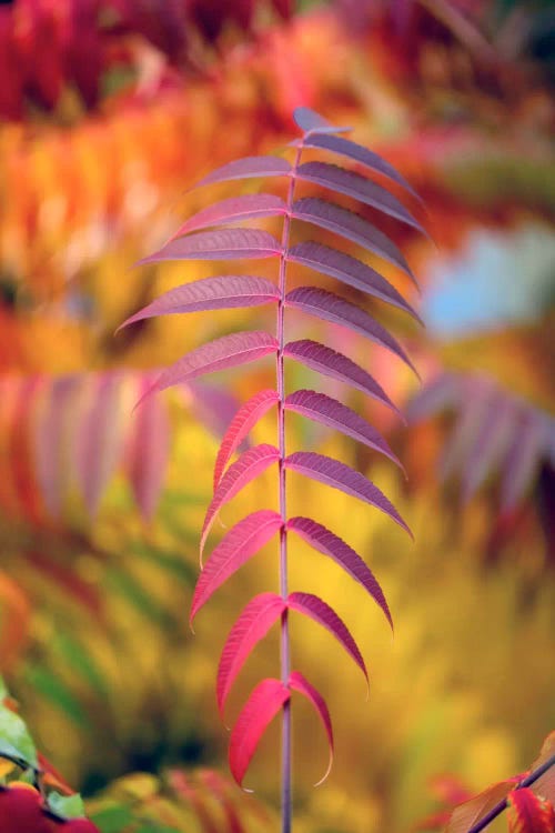 DOF And Leaves by Philippe Sainte-Laudy wall art
