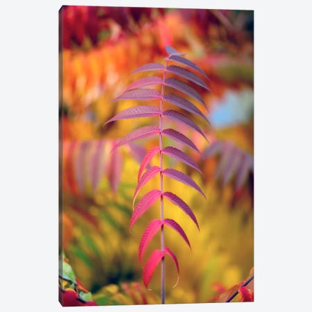 DOF And Leaves Canvas Print #PSL54} by Philippe Sainte-Laudy Canvas Artwork