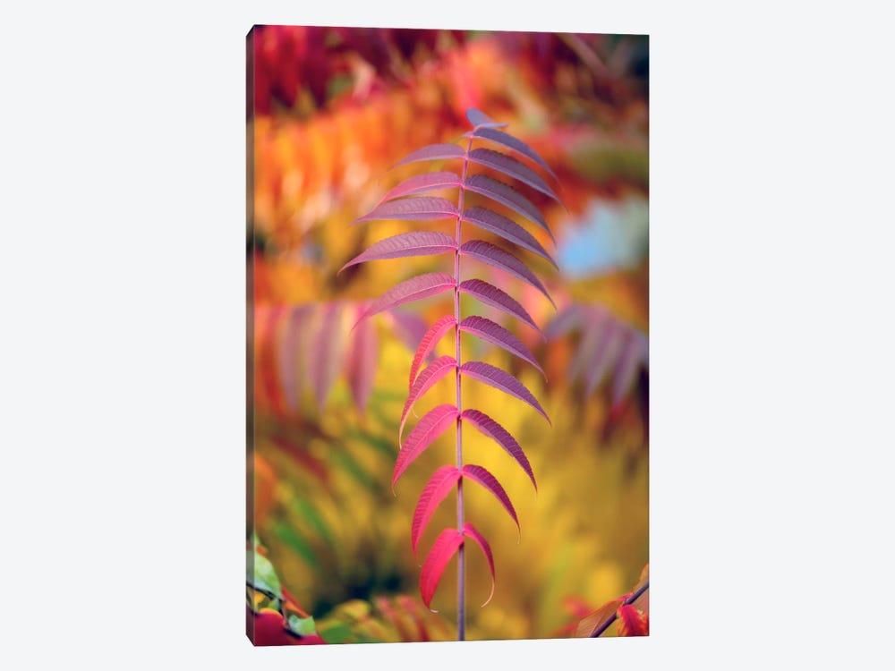 DOF And Leaves by Philippe Sainte-Laudy 1-piece Canvas Print