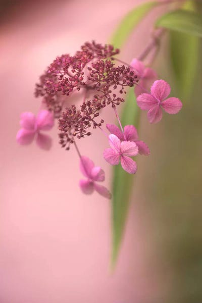 Essence Of Summer