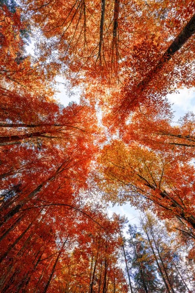 A Season by Philippe Sainte-Laudy framed wall art