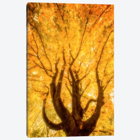 Fall Flames Canvas Print #PSL60} by Philippe Sainte-Laudy Canvas Wall Art