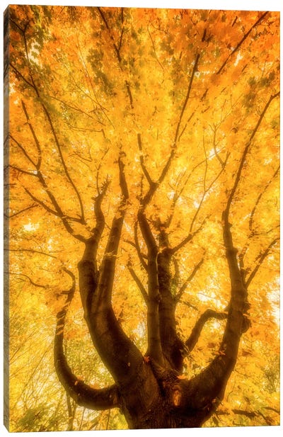 Fall Flames Canvas Art Print - Tree Close-Up Art
