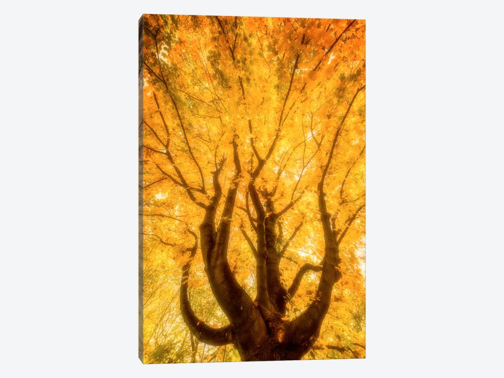 Fall Flames by Philippe Sainte-Laudy 1-piece Canvas Artwork