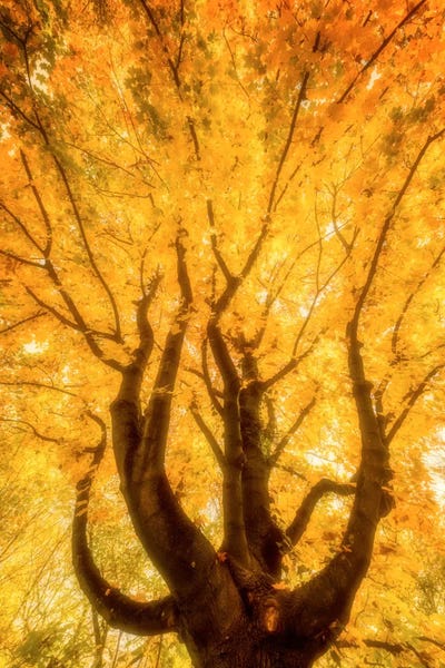 Tree Close-Ups: Fall Flames by Philippe Sainte-Laudy