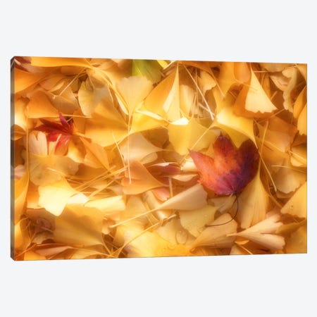 Fallen Ginkgo Leaves Canvas Print #PSL63} by Philippe Sainte-Laudy Canvas Art