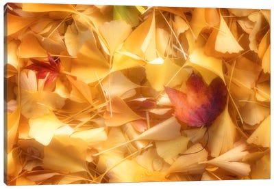 Fallen Ginkgo Leaves Canvas Art Print - Ginkgo Tree Art