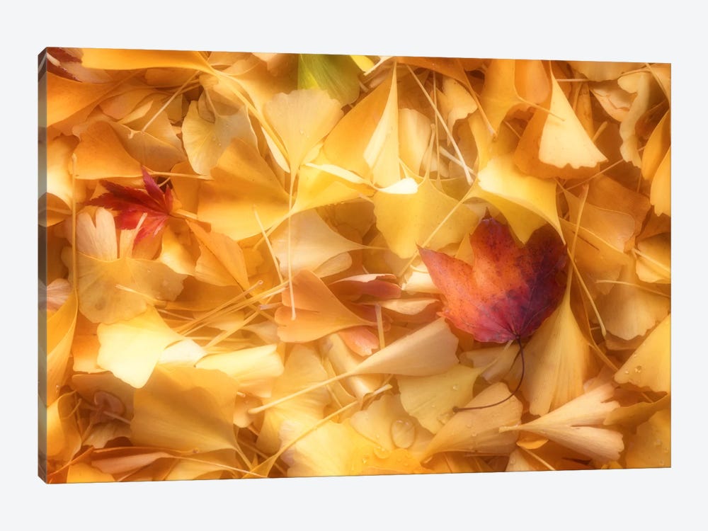Fallen Ginkgo Leaves by Philippe Sainte-Laudy 1-piece Art Print