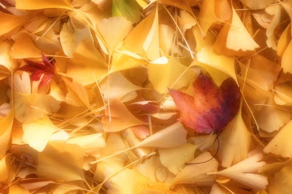 Ginkgo Trees: Fallen Ginkgo Leaves by Philippe Sainte-Laudy