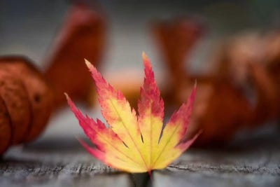 Featured Maple Leaf by Philippe Sainte-Laudy canvas print