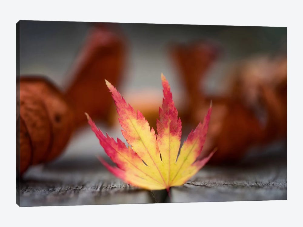 Featured Maple Leaf by Philippe Sainte-Laudy 1-piece Canvas Print