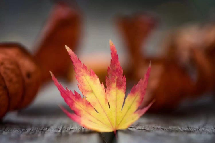 Featured Maple Leaf by Philippe Sainte-Laudy wall art