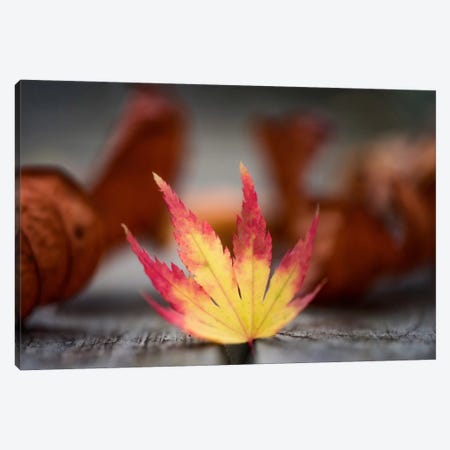 Featured Maple Leaf Canvas Print #PSL65} by Philippe Sainte-Laudy Canvas Art Print